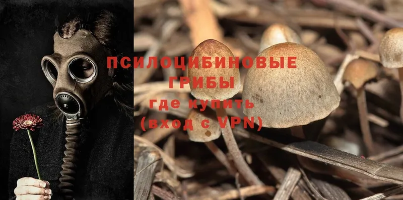 наркошоп  Колпашево  Псилоцибиновые грибы Psilocybe 